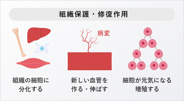 組織保護・修復作用の図