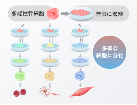 多能性幹細胞